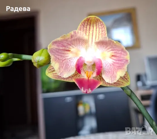 Орхидея Phalaenopsis Fuller’s Gold Stripe, снимка 2 - Стайни растения - 46979303