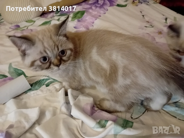 порода коте абесин на три месеца , снимка 2 - Персийска - 51734746