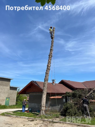 Премахване на опасни дървета , снимка 9 - Други услуги - 51406602