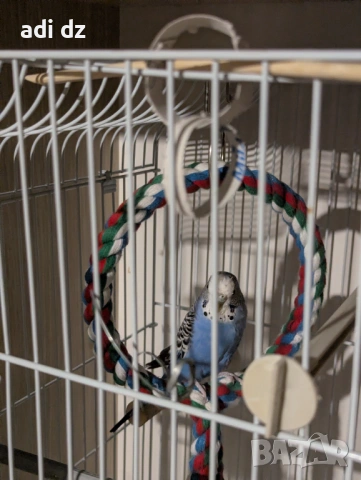 Корела и вълнист папагал с пълно оборудване. , снимка 5 - Папагали - 53527819