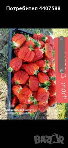 Расзад ягоди и малини , снимка 5 - Разсади - 49392303