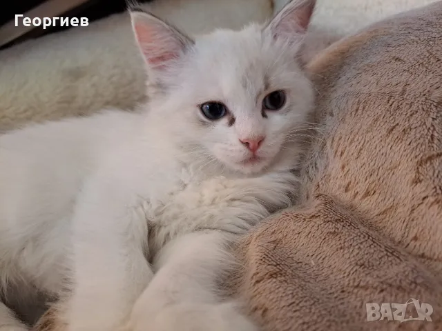 Рагдол котка / регдол коте / Ragdoll Cat, снимка 1 - Други - 45468069