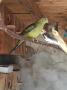 Продавам планински папагал женски, снимка 2