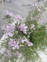 флокс почвопокривен,каскаден зимоустойчиви, снимка 1 - Градински цветя и растения - 45061114