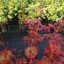 Продава се Японски Клен, Аcer palmatum Аtropurpureum, снимка 13