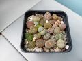 Живи камъчета - Lithops, снимка 8