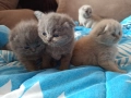 Британски котенца , снимка 6