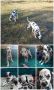 кучета,кученца-чистокръвни далматинци с родословие, снимка 3