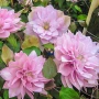Clematis ‘Multi Pink’ (Клематис Мулти Пинк), снимка 3