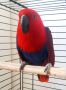 Еклектус-Благороден папагал, снимка 1 - Папагали - 45693506
