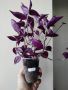 Традесканция, tradescantia Purple Joy, снимка 3