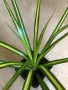 Dracaena Sunray , снимка 2