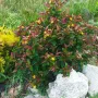 Hypericum Miracle Night (Хиперикум Вълшебна нощ), снимка 6