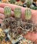 Кактус вид Echinocereus Viridiflorus , снимка 2