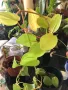 Philodendron hederaceum Lemon Lime , снимка 1