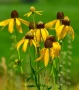  Ratibida ‘Pinata Yellow’! 2 броя и вземете 3, снимка 1