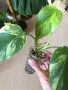 Monstera Aurea variegated , снимка 5