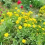 Кореопсис, Coreopsis Grandiflora 'Early Sunrise', снимка 15