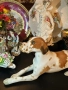 Lomonosov USSR Circa  1950 porcelain English Pointer dog - изящен и огромен сетер, снимка 1
