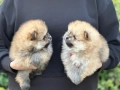 Померан померанчета, снимка 5