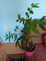 Zanthoxylum Piperitum - Сечуански Пипер, снимка 1 - Градински цветя и растения - 45265090