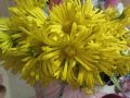 Жълти маргаритки, снимка 1 - Градински цветя и растения - 45255240