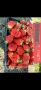 Расзад ягоди и малини , снимка 5