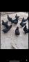 Пилета Австралорп, снимка 1 - Кокошки и пуйки - 45694017