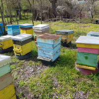 Пчелни семейства, снимка 2 - За пчели - 45034053