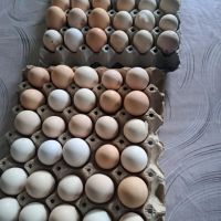 Домашни яйца, снимка 6 - Домашни продукти - 45784858