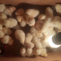Продавам малки пилета от порода бял легхорн, снимка 9 - Кокошки и пуйки - 45734188