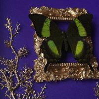 Тропическа пеперуда в рамка, снимка 2 - Други - 45682476