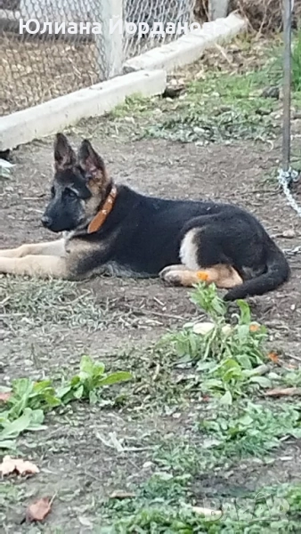 Немска овчарка мъжка, снимка 1