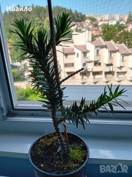 Araucaria araucana - Чилийски бор, снимка 1