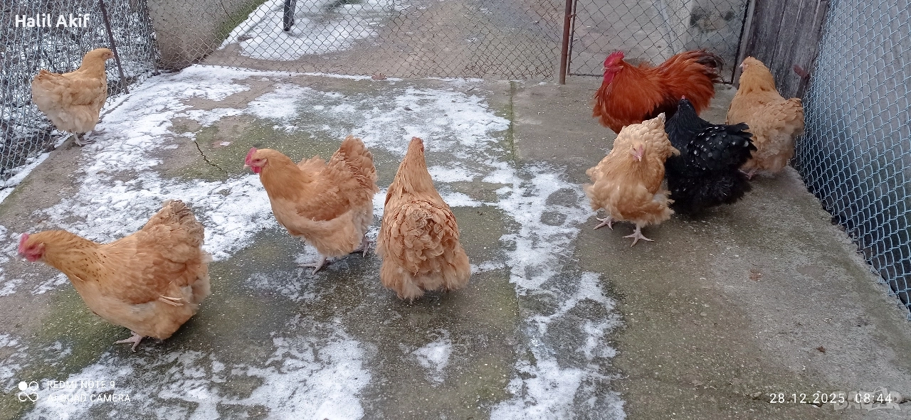 Орпинктон 1 петел със 6 ярки, снимка 1