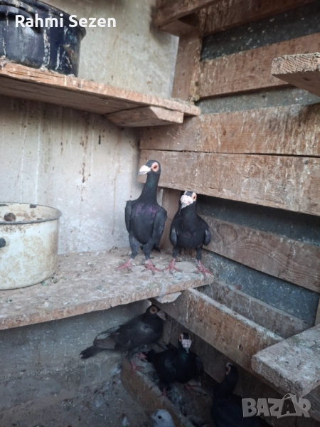 Гълаби кариери , снимка 1