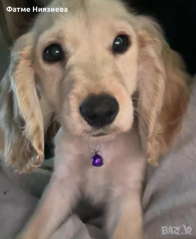 Английски кокер шпаньол , снимка 1