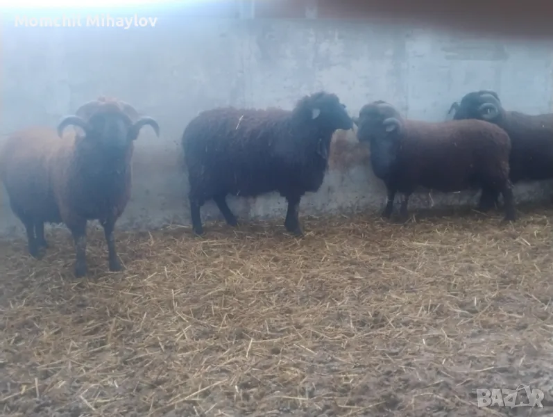 продавам кочове, снимка 1