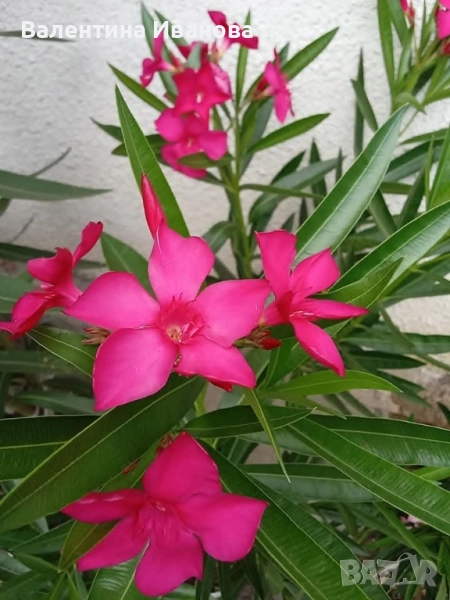 комплект 4 бр цветя , снимка 1