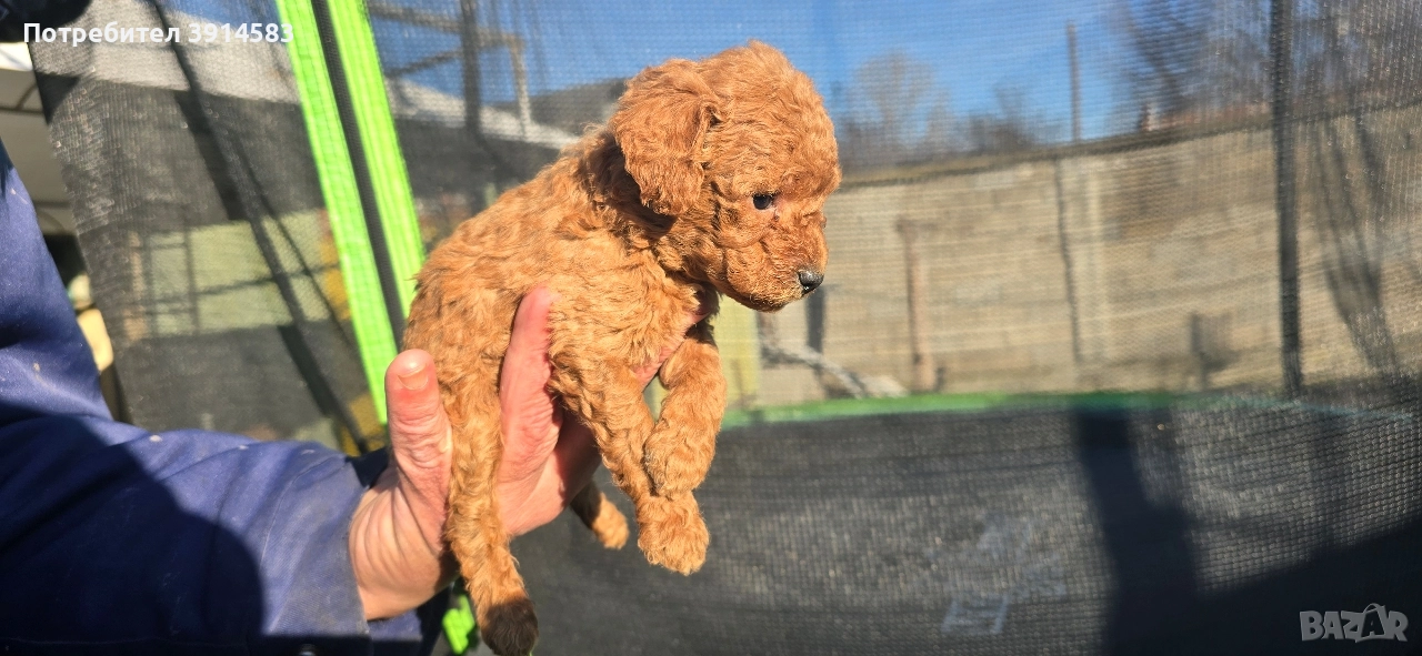 Той пудели родени на 27 ноември , снимка 1