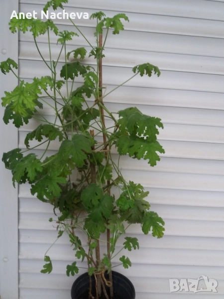 Цвете ИНДРИШЕ , снимка 1