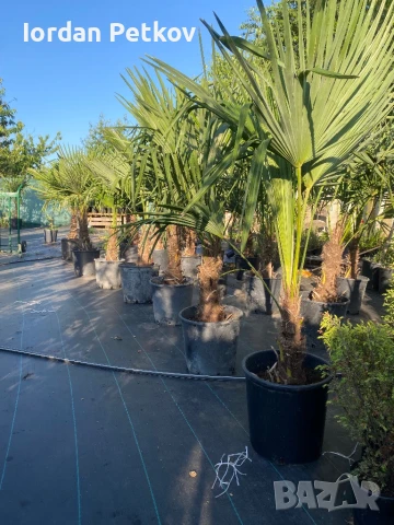 Палми трахикарпус издържат до -22, снимка 4 - Градински цветя и растения - 50599145