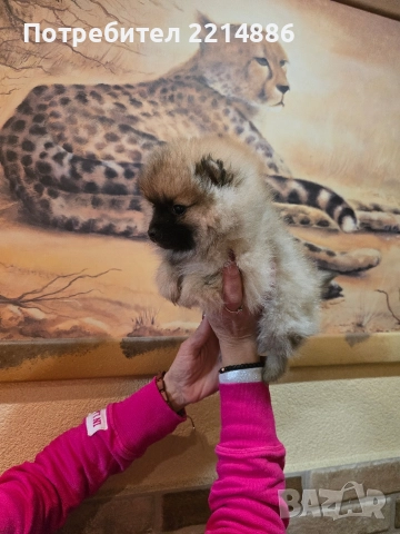 Померан женски , снимка 8 - Померан - 52939284