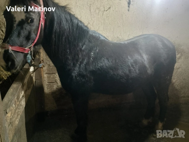 8 годишен кон