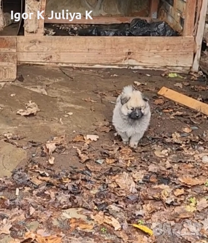 Померан мини шпицове , снимка 5 - Померан - 52472306