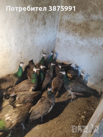 Продавам паунчета, снимка 3 - други­ - 51295851