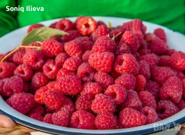 продавам разсад ягоди, снимка 9 - Разсади - 53905580