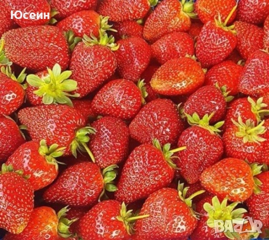 Ягоди сорт албион 