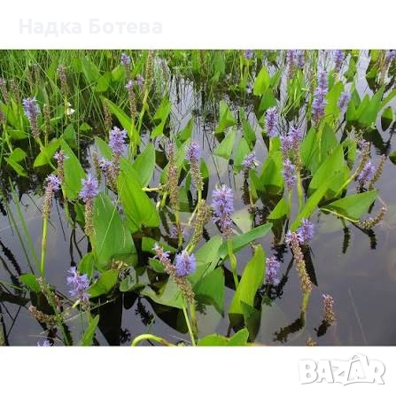 Воден зюмбюл