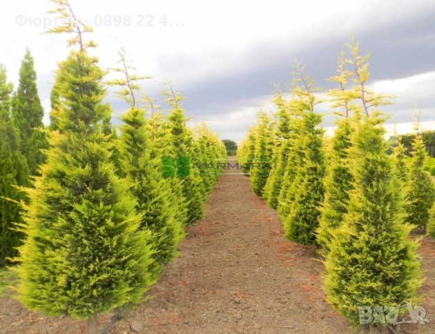 Кипарис Лейланди „Gold Rider“ (Златен ездач) Cupressocyparis leylandii ‘Gold Rider’, снимка 7 - Разсади - 52899095